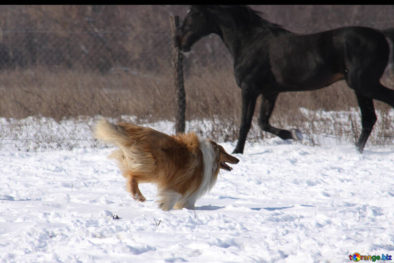 Colley dog run on snow №720