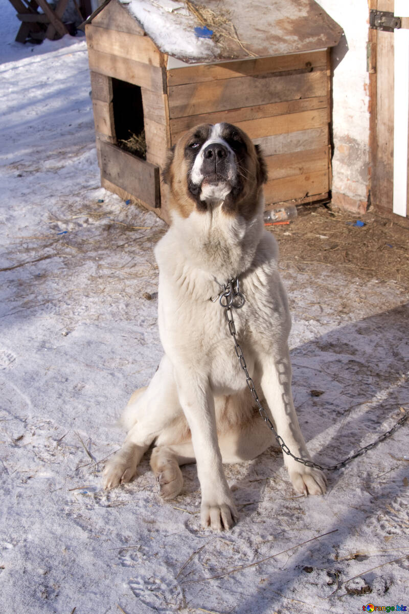 Central Asian Shepherd Dog. Alabai sits on chain around the booth №680