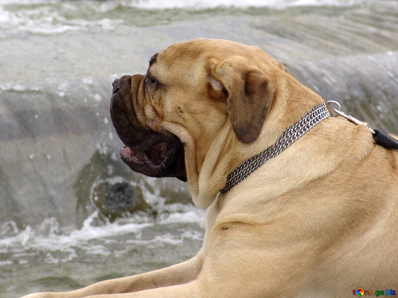 Dog bulldog on the background of the fountain №199