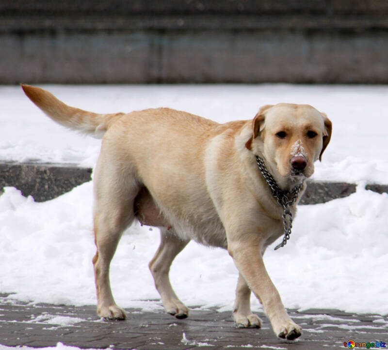 Purebred dogs walking in winter №712