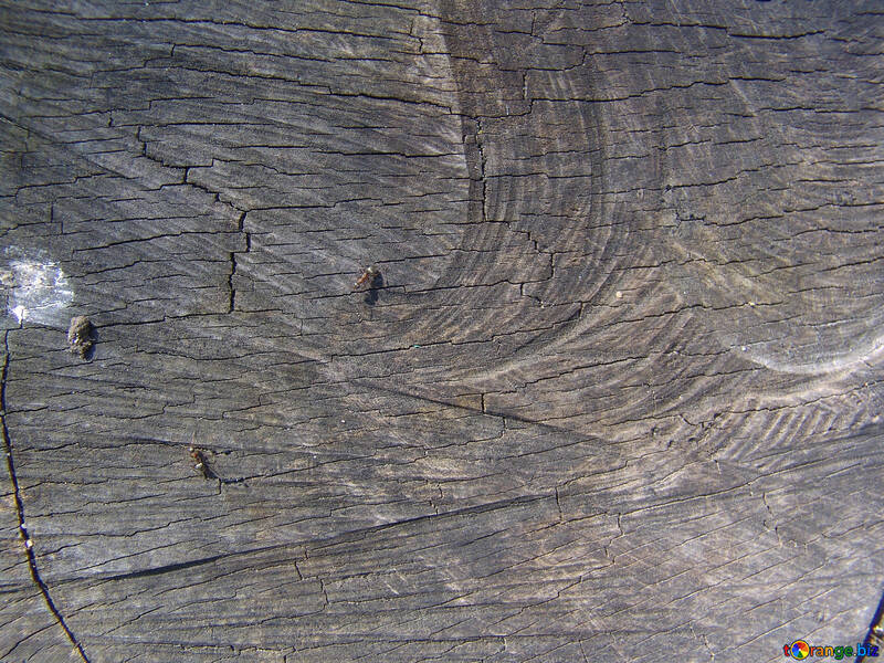 Saw cut of an old tree with ants creeping on it №555