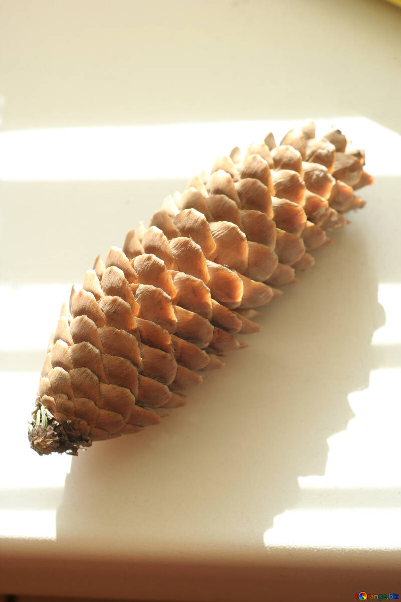Cone pine №835