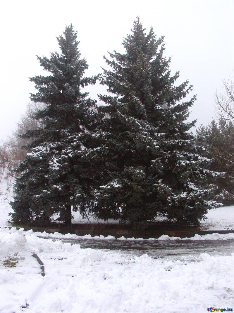  Dos cubiertas de nieve árboles  №402