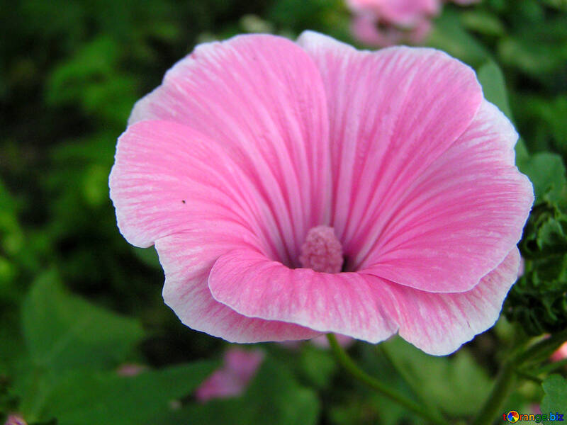 In der glockenförmige Blume auf einem Hintergrund von Gras №331