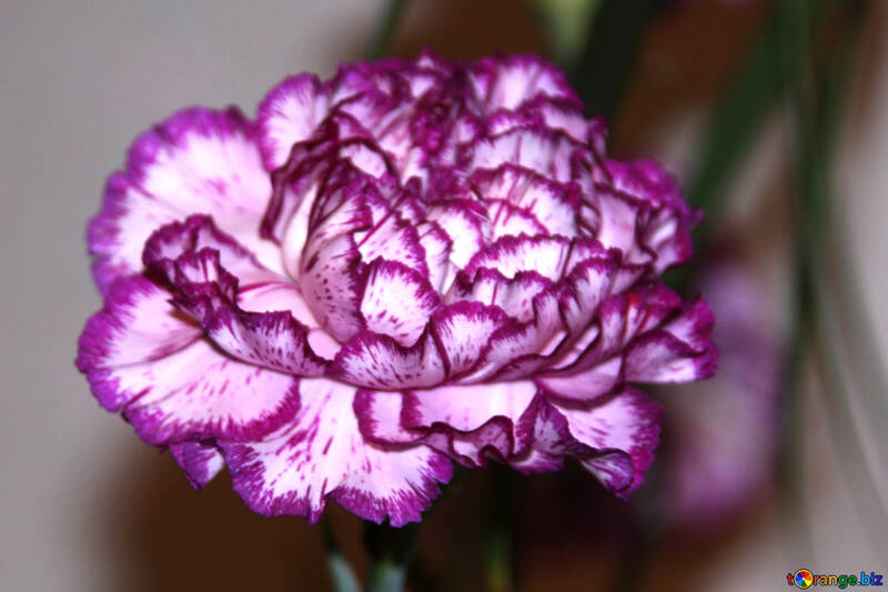 Carnation flower №968