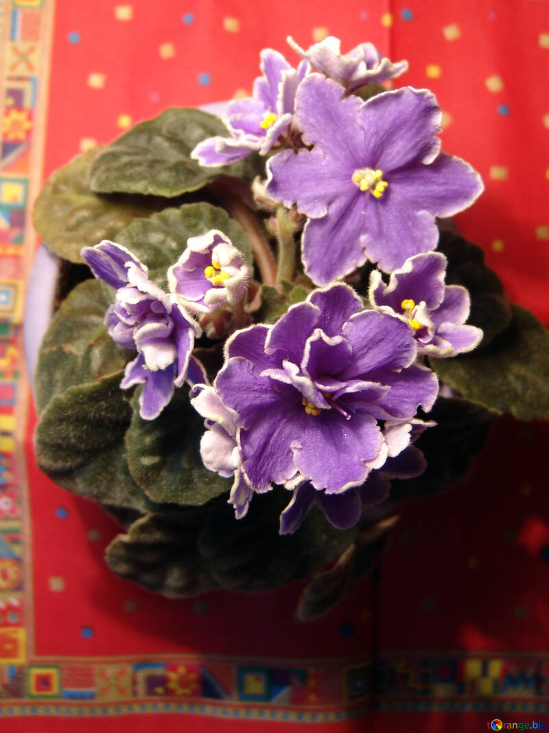  Las flores son de color violeta  №454
