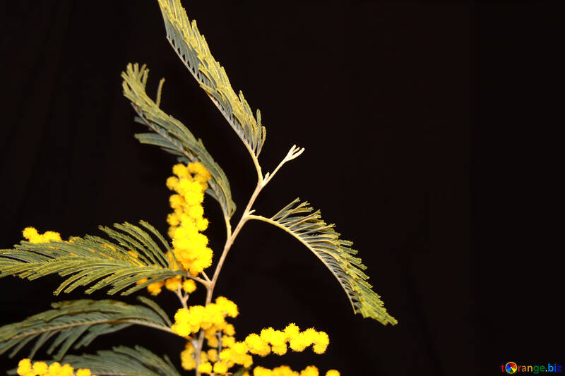  flores amarillas sobre un fondo negro  №964