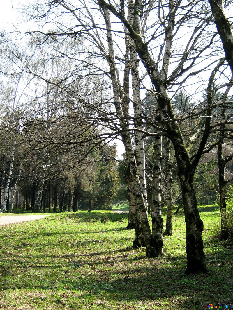 Birches in spring №584