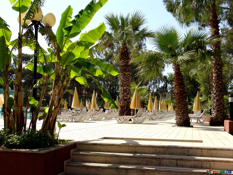  hamacas de la piscina en el marco del los árboles de palma, hamacas  №193