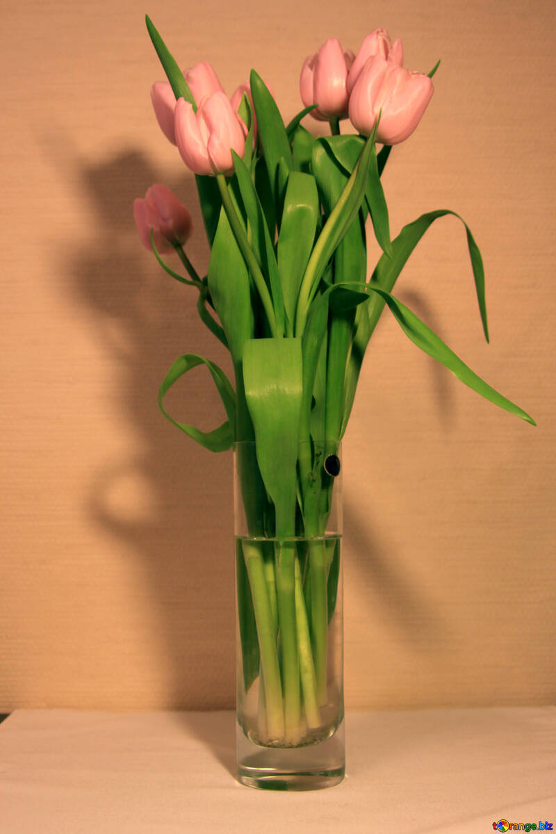 Cor-de-rosa Tulips №952