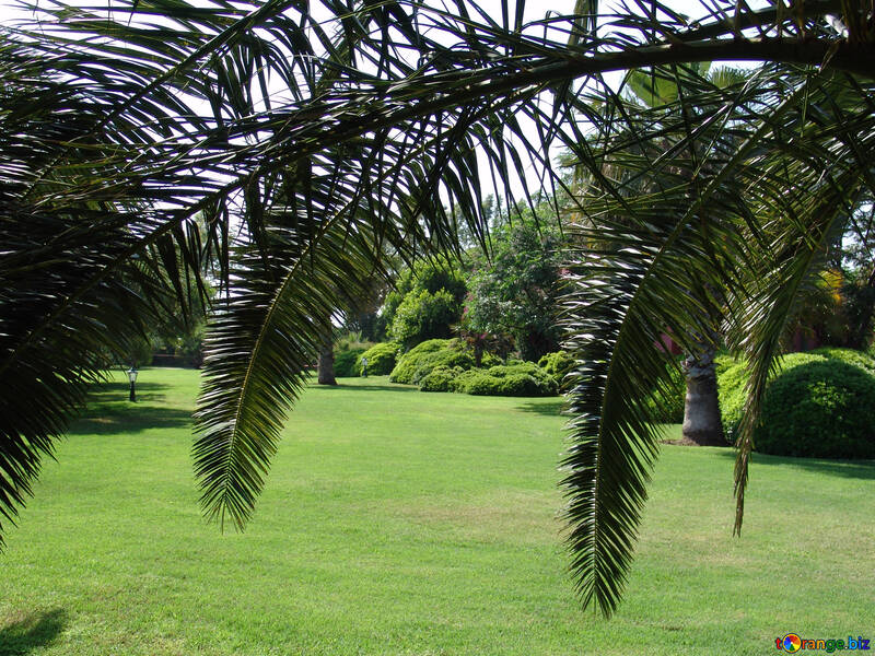 Lawn under the palm trees №192