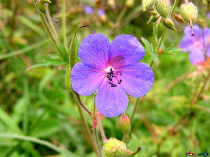 A solitary flower on background of grass №328