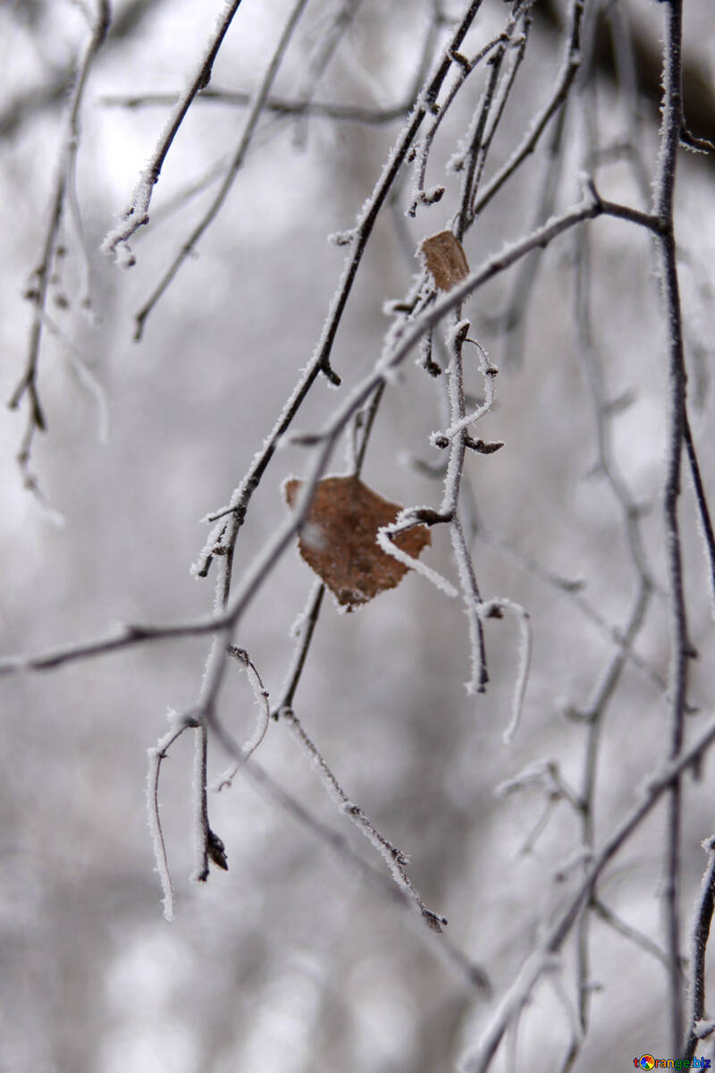 Sprig di betulla alberi in hoarfrost №439