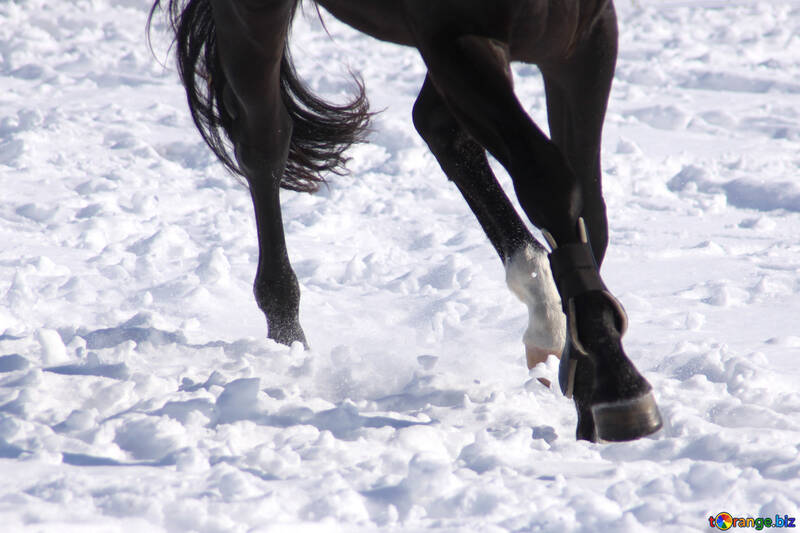 Des jambes du cheval au galop №476