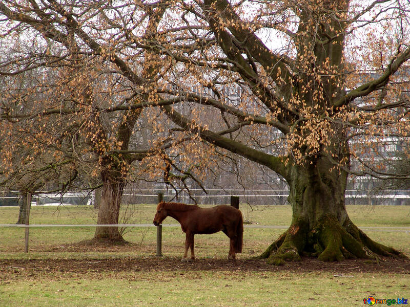 Cavalos em pé, à sombra de uma árvore com as folhas caídas №371