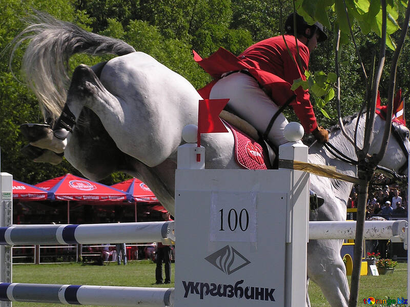 Cavalier sur un cheval blanc sauté par-dessus l`obstacle vue arrière №301