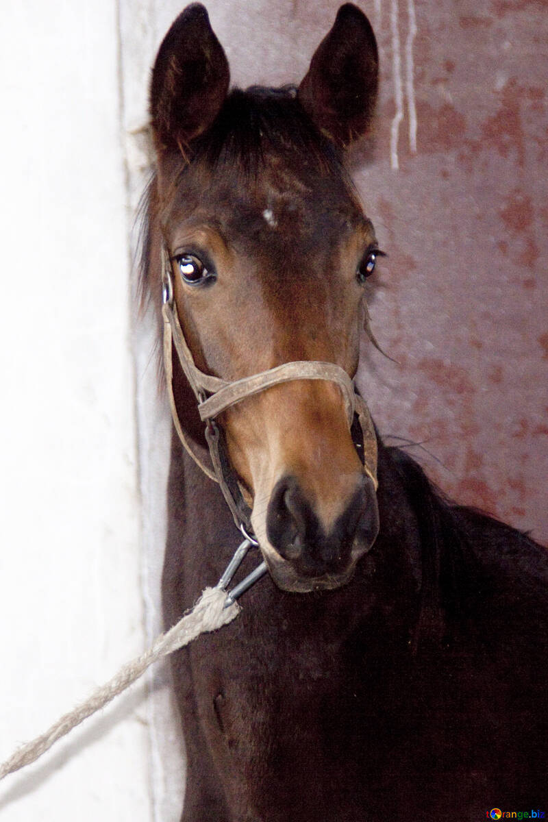 Foal Ukrainian horse breed №461