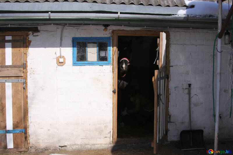  Un caballo se asoma la puerta abierta establos de caballos  №841