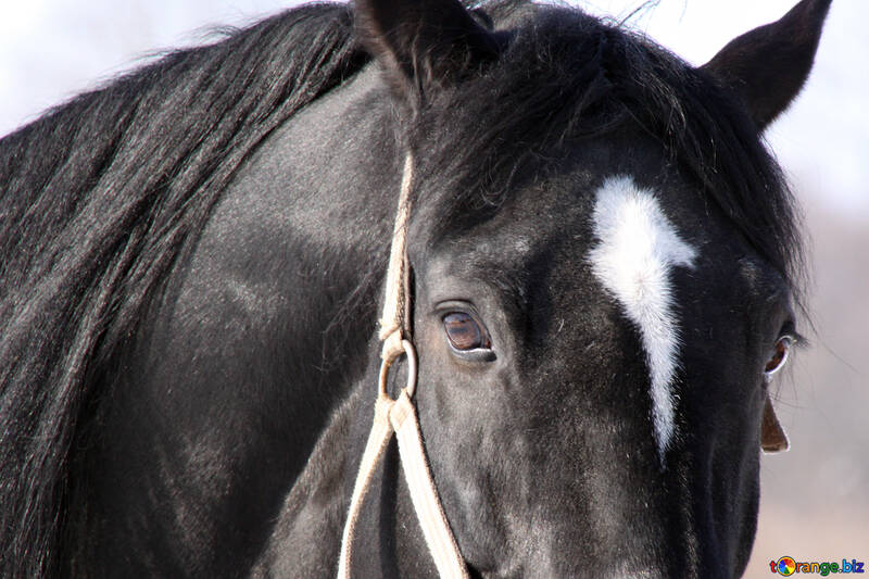 Horses` heads close №463