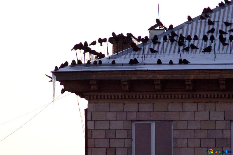 Eine Herde von Krähen auf dem Dach des Hauses №781