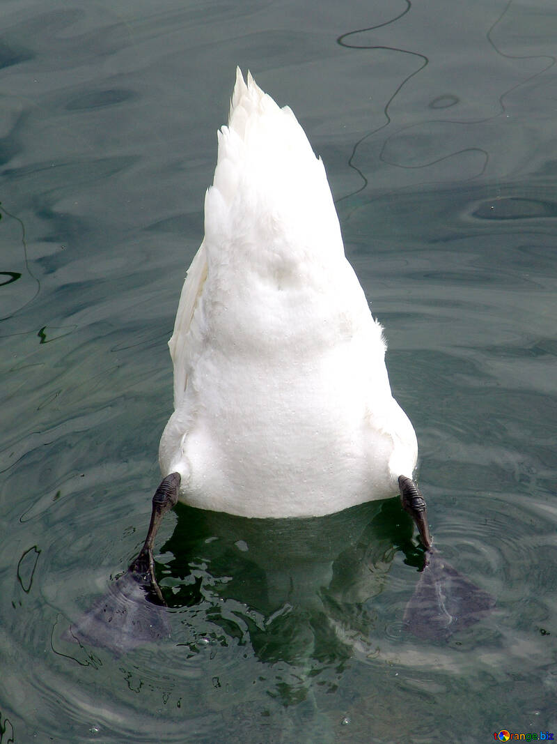 Tail  swan №443