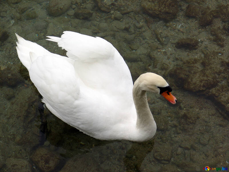  un cisne blanco flotando en el agua transparente, con un fondo rocoso.  №384