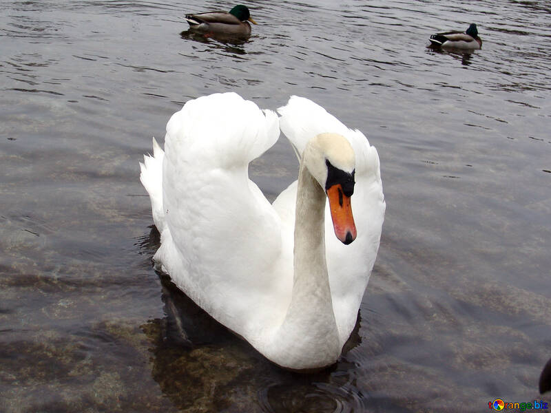 El cisne blanco ha puesto las alas en forma del corazón en el fondo de los ánades.  №385