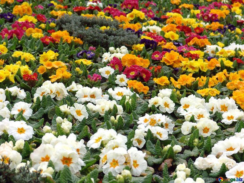 Yellow, white, red, blue flowers in the flowerbed. №392