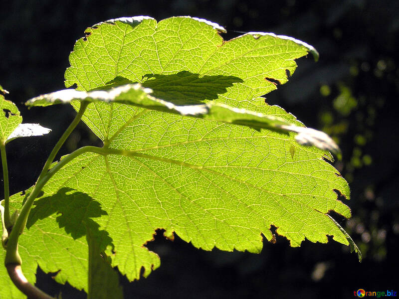 Vine leaf translucent in the sun №332