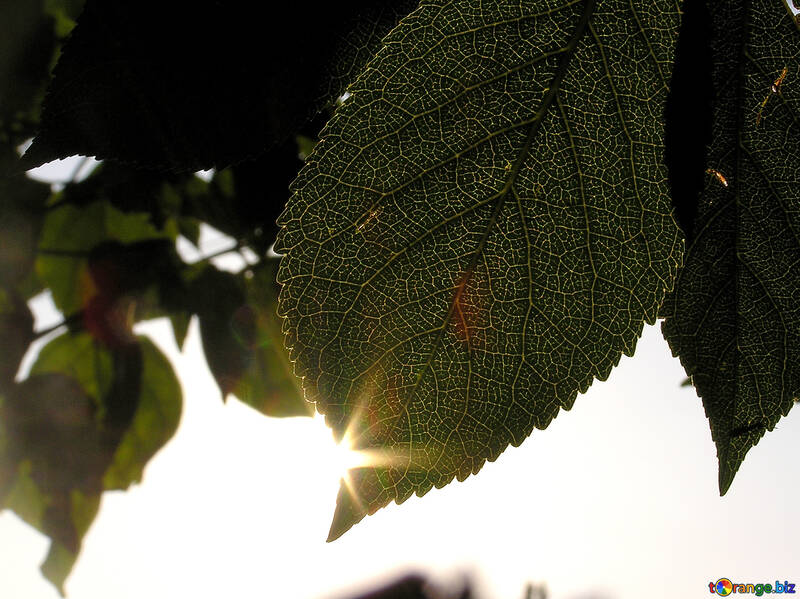 The sun on the edge of the leaf №216