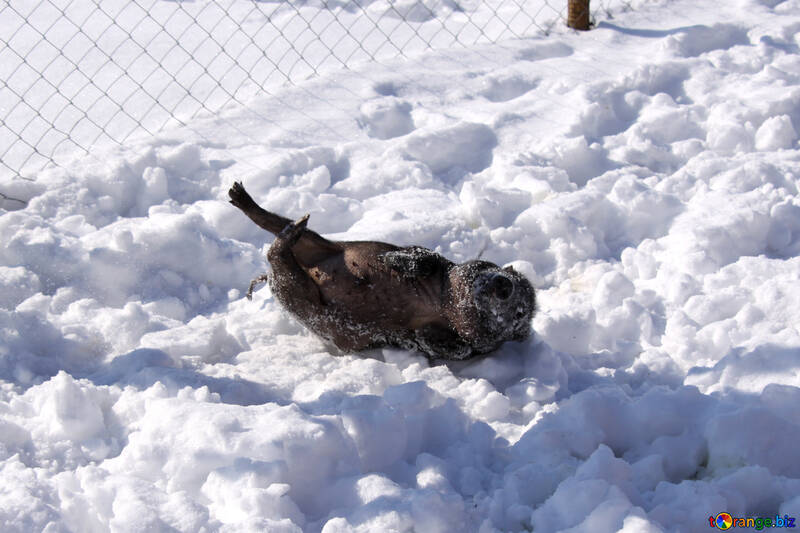 Dwarf pig lying in the snow №735