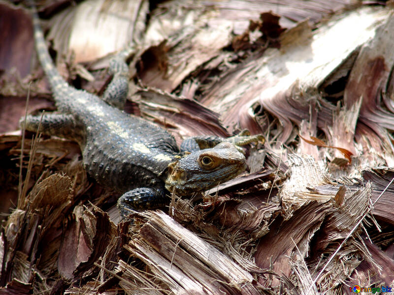 Lizard on palm tree bark №266