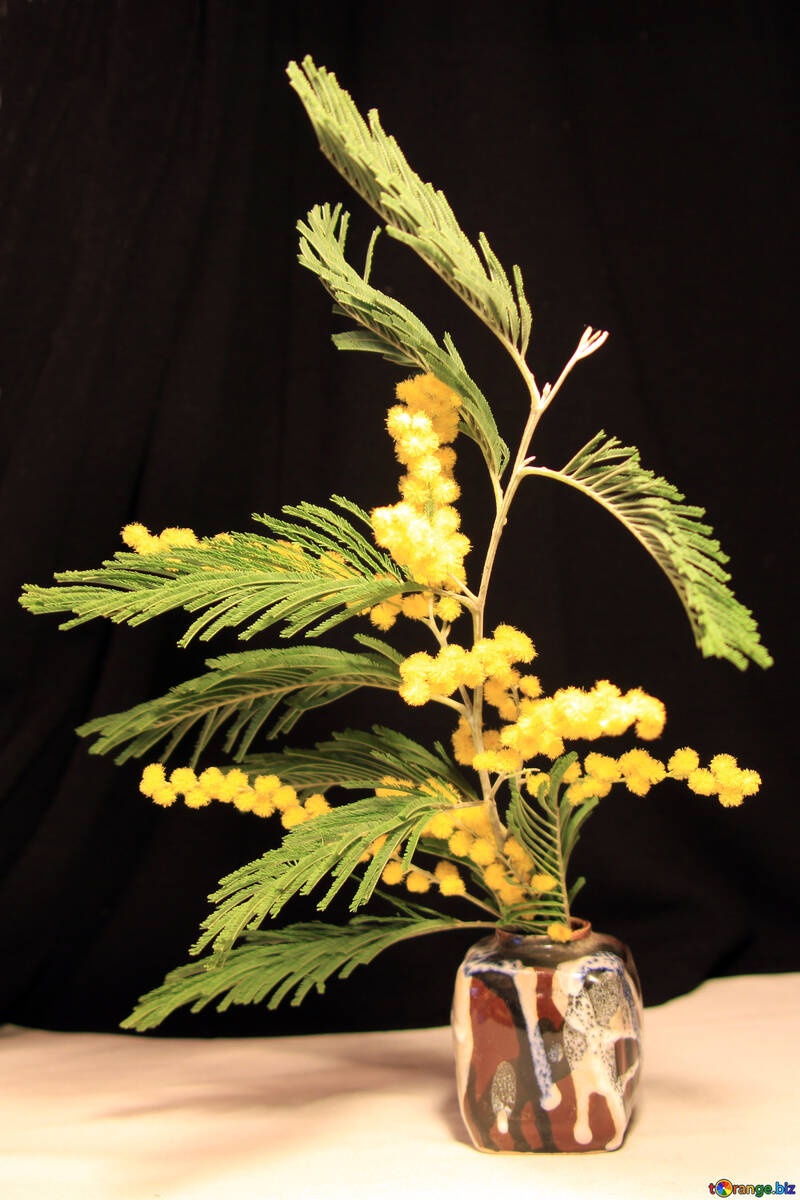 Mimose in klein Vase auf Schwarzes Hintergrund №967