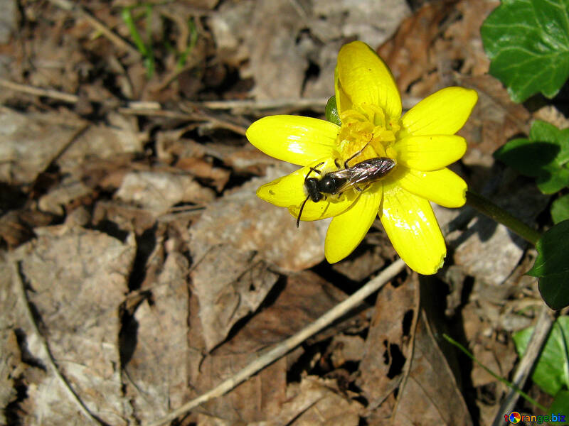 Fliege auf Gelb Blume №678