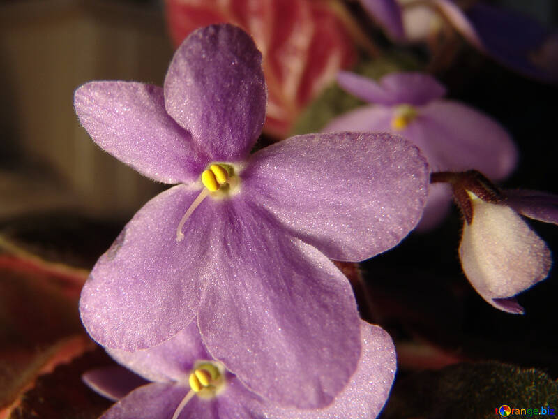 Violet flower macro №455