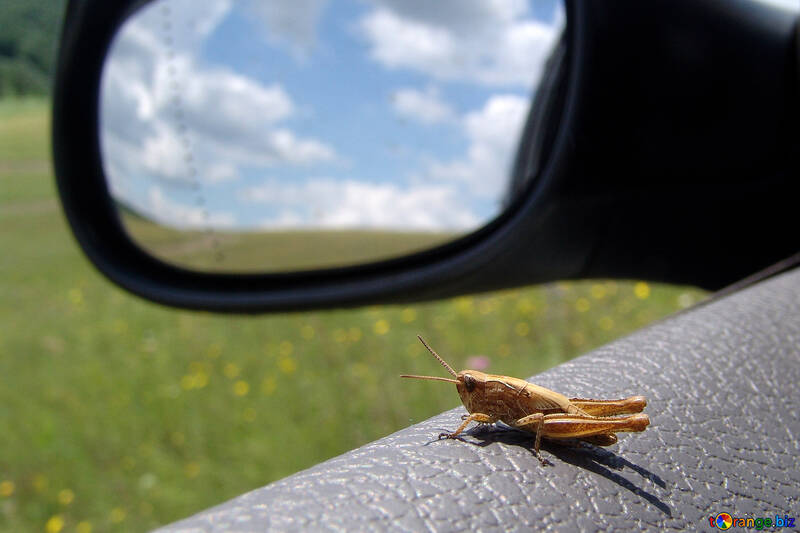 The grasshopper sits on car door №671