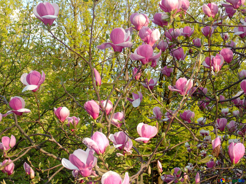 Rosa Magnolienblüten №538