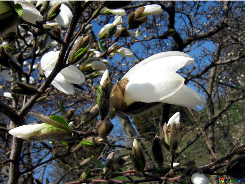 White Magnolia. Bourgeons №549