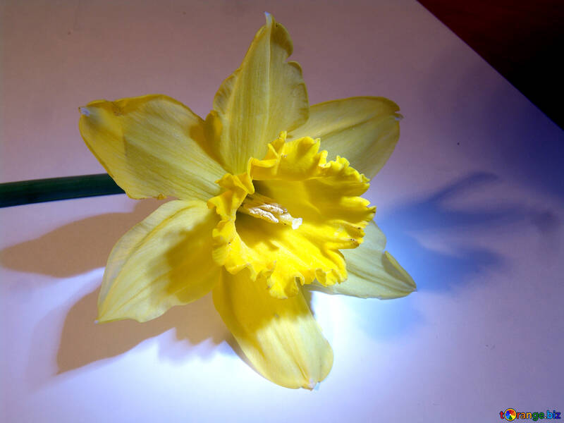  Narciso amarillo  №522