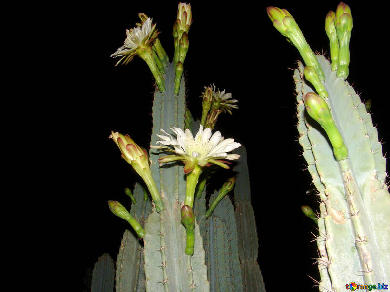 Ein Kaktus blüht in der Nacht №272
