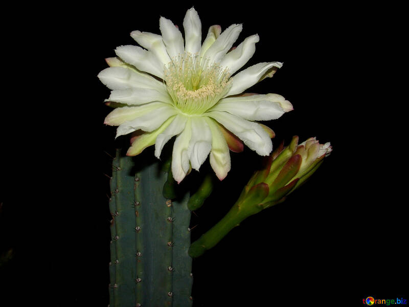 Fleur de cactus, la floraison, la nuit №271