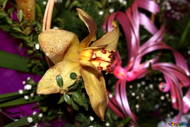 Orchidea dorata №885