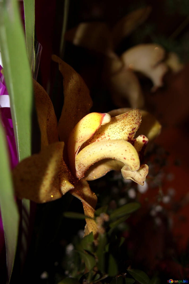 Orquídea amarela sobre um fundo escuro №888