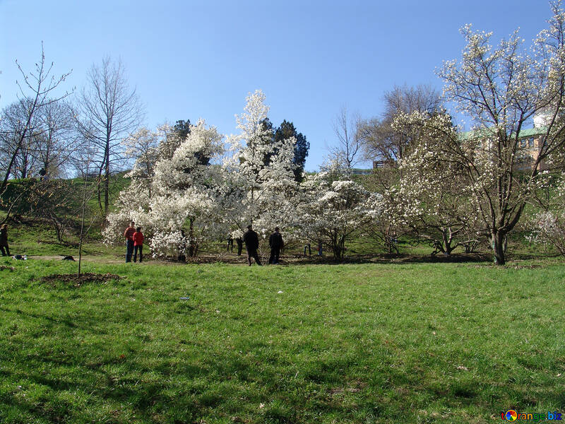 Blossoming magnolias №561