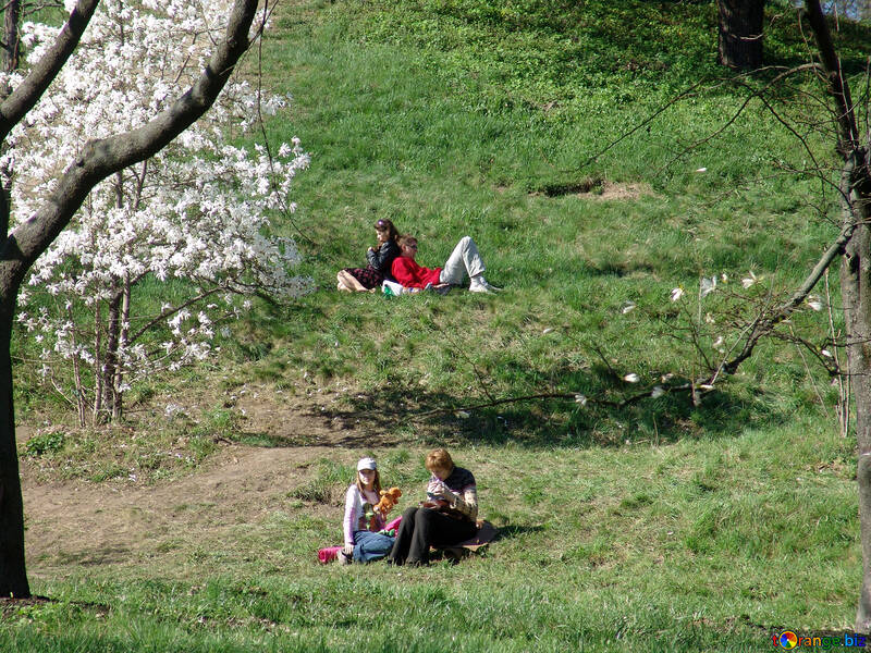 People resting in the meadow under the blossoming magnolias №563