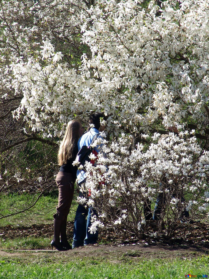 Spring. Magnolias. Love. №562