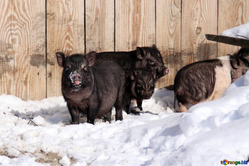 Family pigs in the snow №737