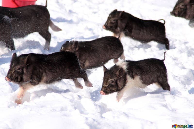 Vietnamese pigs rush at gallop in the snow №739
