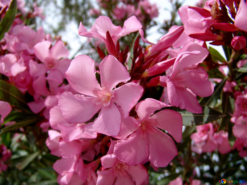 La inflorescencia rosada №270