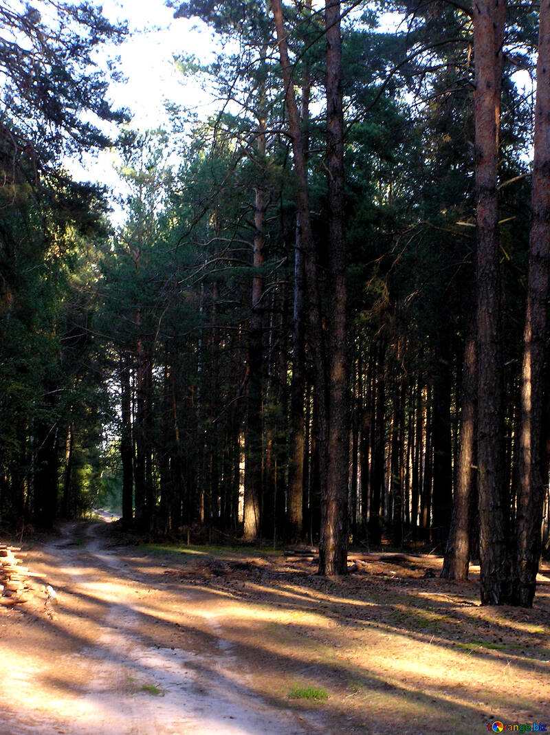Road in den Wäldern №289